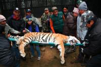 Wenn ein Tiger auf Reisen geht Nepal: Männlicher Tiger wird in den Bardia Nationalpark umgesiedelt.