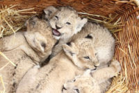 Das ist wild: Löwenbabys erobern Freigehege…