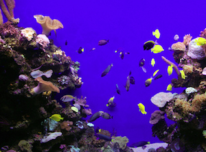Korallenriff: Ökosystem mit hoher Artenvielfalt (Foto: pixelio.de, K-H. Laube)
