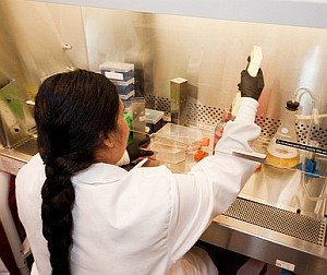Forschung mit embryonalen Stammzellen: Auch Europa testet (Foto: Flickr/UCDavis)
