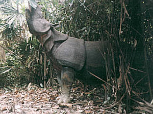 Java-Nashorn in Vietnam ausgestorben – Experte: Aberglaube an Heilmittel ist größte Bedrohung