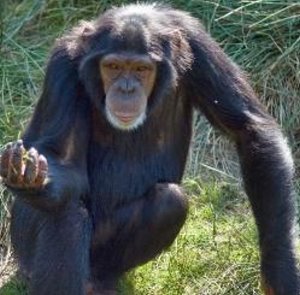 Schimpanse: Muskelaufbau ähnlich dem Menschen (Foto: pixelio.de, Templermeister)