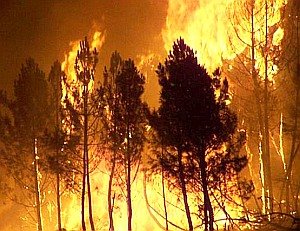 Landflucht in Südeuropa schuld an Waldbränden – Expertin: Problem von Misswirtschaft und Papierindustrie hausgemacht