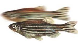 Zebrafische: Selbstheilungskraft durch Retinsäure – Wissenschaftler untersuchen Regenerationsmechanismus bei Tieren