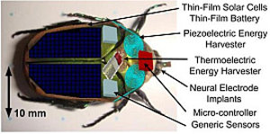 Cyborg-Insekten als Notfallsuchtrupp der Zukunft – Piezoelektrischer Generator treibt Sensoren und Kameras an
