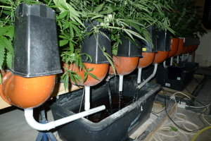 LKA-SH: Cannabis-Indoor-Plantage ausgehoben