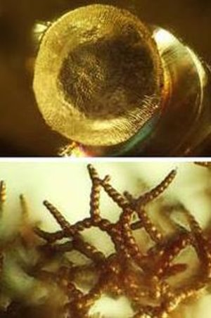 Bernstein konserviert 52 Mio. Jahre alte Symbiose – Frühe Belege für Gemeinschaft von Pflanzenwurzeln und Pilzen