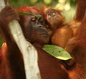 Orang-Utans: Nachwuchs kommt in Wildnis später – Bedrohte Menschenaffen haben Probleme mit Nachkommenschaft
