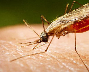 Malaria: Globale Sterberate sinkt deutlich – Resistenzen und Finanzierung bleiben problematisch