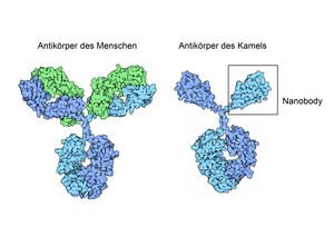 Nanobody: Revolutionieren Medizin (Foto: D. S. Goodsell, RCSB Protein Data Bank)
