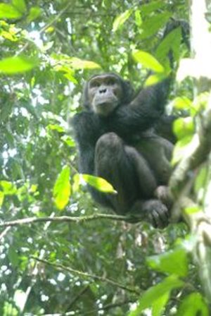 Schimpanse: komplexe Kommunikation (Foto: Wittig/MPI evolutionäre Anthropologie)