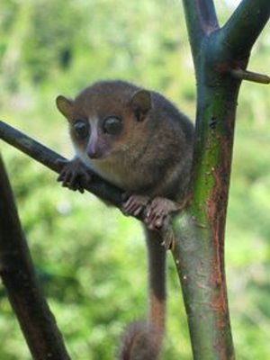 Gerps Mausmaki: Neue Art auf Madagaskar entdeckt (Foto: TiHo)