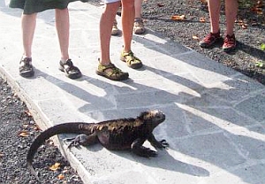 Galapagos: Touristen schleppen Resistenzen ein – Invasion gefährlicher Bakterien auf Leguanen und Schildkröten
