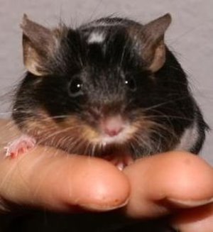 Maus: Gen-Analyse kann Krankheiten verhindern (Foto: pixelio.de, Hofschlaeger)