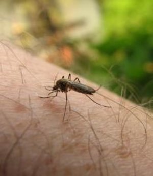 Killer-Malaria fordert mehr Opfer als angenommen – WHO: Erst nach 2020 ist mit weniger als 100.000 Toten zu rechnen