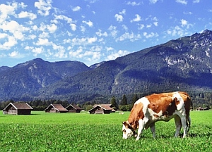 Idylle mit Kuh: "Kurz mal weg sein" immer beliebter (Foto: pixelio.de/Hermsdorf)