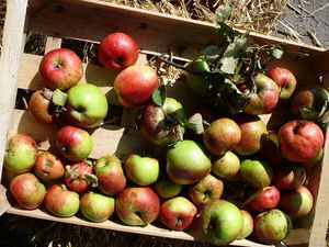 Bio-Obst ist deutscher Verkaufsschlager – Ecofruit: Agrarexperten fordern mehr Eigenproduktion statt Importe