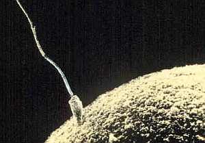 Spermium am Ziel: Hormon ist wichtigster Wegweiser (Foto: Wikimedia)