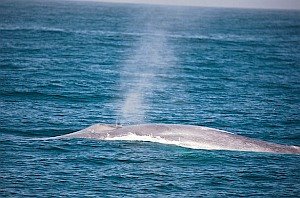 Schiffssonare lassen Blauwale verstummen – Bootslärm stört auch in mittleren Frequenzen das Walverhalte