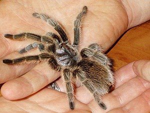 Angst lässt Spinnen wachsen – Phobiker nehmen Tiere unrealistisch groß wahr