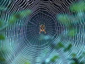 Spinnennetz: Wunderfäden gehören zu besten Wärmeleitern (Foto: Flickr/Cea)