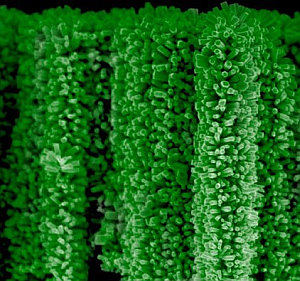 „Nanobäumchen“ verbilligen Wasserstoff-Gewinnung – 3D-Strukturen aus Zinkoxid und Silizium ersetzen teures Platin