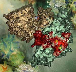 HI-Virus: Vergleichbar mit W32/Sality-Trojaner (Foto: University of Nebraska)