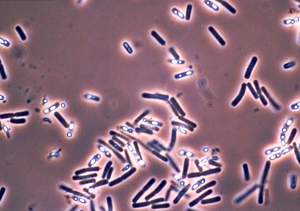 Bakterien: chlorierte Seide vernichtet schnell (Foto: pixelio.de/Christa Nöhren)