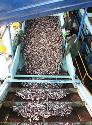 Futterfisch: Experten fordern Halbierung des Fangs (Foto: Lenfest Task Force)