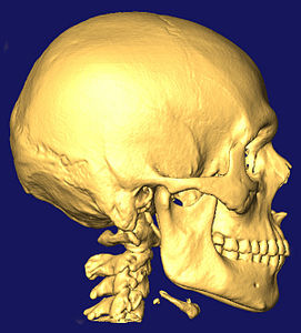 Schädel: Vibrationen übertragen Daten über das Skelett (Foto: Flickr/drortizgm)