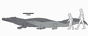 Fossil des größten echten Krokodils gefunden – Menschenfresser übertraf unsere Vorfahren um Siebenfaches