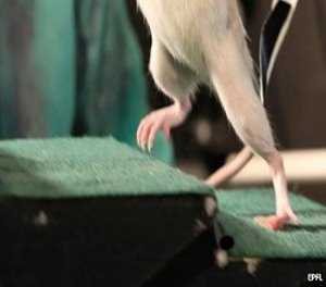 Ehemals gelähmte Ratte: steigt nun sogar wieder Stufen (Foto: EPFL)