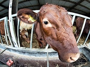 Genkuh soll Milch mit Omega-3-Fettsäuren liefern – Expertin: „Enorme Risiken für Tier und Mensch möglich“