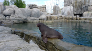 Hurra, der Eismeer Zaun ist weg!