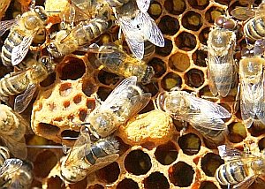 Bienen: sollen über Menschenhirn Auskunft geben (Foto: pixelio.de/Dumat)