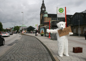 Eisbär sucht Eismeer