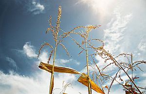 Trockene Maisstängel: US-Ernteeinbruch hat globale Folgen (Foto: Flickr/Bark)