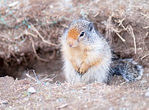 Erdhörnchen: Erderwärmung wirkt sich auf Stoffwechsel aus (Foto: Flickr/Quine)