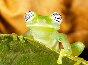 Glasfrosch: Schutzgebiet kein Garant für Überleben (Foto: Flickr/Ron)