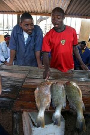 Fischmarkt in Maputo: Portugiesen im Anmarsch (Foto: pixelio.de, KGHess)