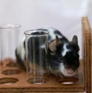 Gentherapie lässt Mäuse wieder riechen – Virus transportiert funktionierendes Gen in den Körper