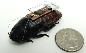 Cyber-Schabe: Forscher steuern Insekt fern – Biobots sollen als Sensornetzwerk im Katastrophenfall dienen