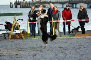 Tierischer Spaß – Der Start zum 6. Scharbeutzer Hundstag