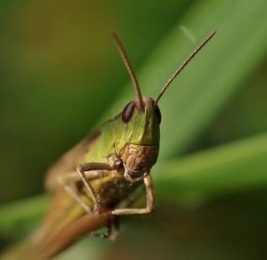 Aufmerksames Insekt: Vorbild für die Technik (Foto: Luise, pixelio.de)
