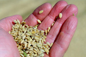 Getreide: 3,1 Mio. Kinder sterben jährlich (Foto: pixelio.de, P. Freitag)