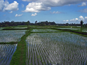 Asien bleibt auf überschüssigem Reis sitzen – Ertragreiche Ernten lassen Weltmarktpreise kontinuierlich sinken