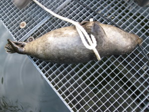 Toter Seehund in der Trave