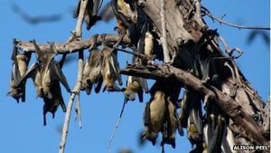 Fledermäuse: bewährter Wirt für zahlreiche Viren (Foto: Alison Peel)