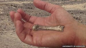 Fingerfertigkeit des Menschen 600.000 Jahre früher – Wissenschaftler finden in Kenia 1,42 Mio. Jahre alten Mittelhandknochen