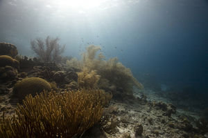 Unterwasserwelt: höhere Temperaturen gefährlich (Foto: pixelio.de, H. Schottner)
